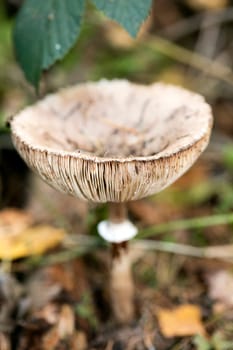 Wild mushrooms on nature macro background fifty megapixels prints