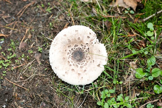 Wild mushrooms on nature macro background fifty megapixels prints