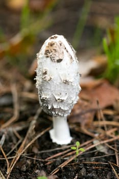 Wild mushrooms on nature macro background fifty megapixels prints