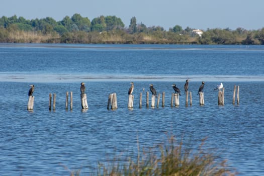 landscape of Camargues in the south of France. Ornithological nature reserve