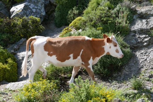 Holidays in southern Corsica..Discover the mountain landscapes of this beautiful region of France