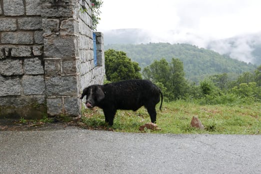 Holidays in southern Corsica..Discover the mountain landscapes of this beautiful region of France
