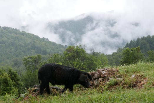 Holidays in southern Corsica..Discover the mountain landscapes of this beautiful region of France