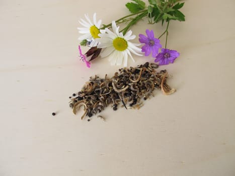 Bee friendly seed mixture and wildflowers for wild bees and other insects