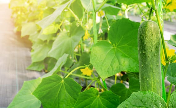 Young cucumber hanging on the vine, close up