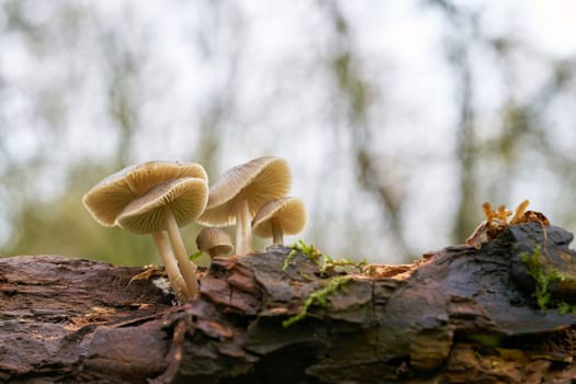 Mushrooms of the genus Mycena on a dead tree trunk in the forest