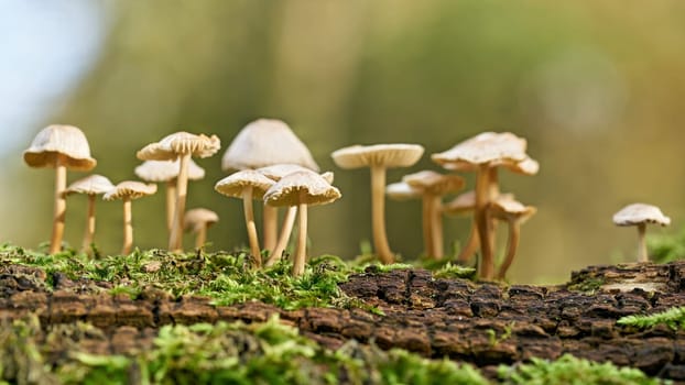 Mushrooms of the genus Mycena on a dead tree trunk in the forest