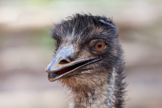close up ostrich head (struthio camelus) in Loro Park. Tenerife, Spain