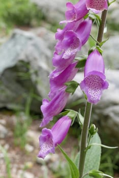 Holidays in southern Corsica..Discover the mountain landscapes of this beautiful region of France