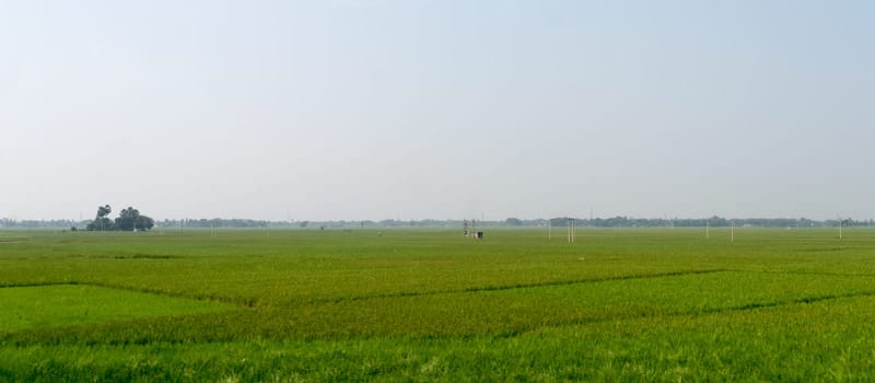 Horizon over Agricultural field and green spring meadow. Countryside farmland with Rice paddy. Agriculture greenery with food crop. Rural village India at summer. Rectangular Panorama landscape view.