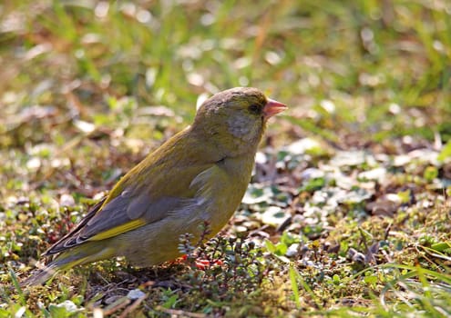 Telephoto Greenfinch Carduelis chloris or Chloris chloris