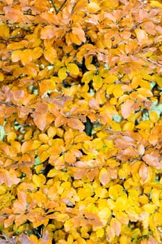 Wild mushrooms on nature macro background fifty megapixels prints