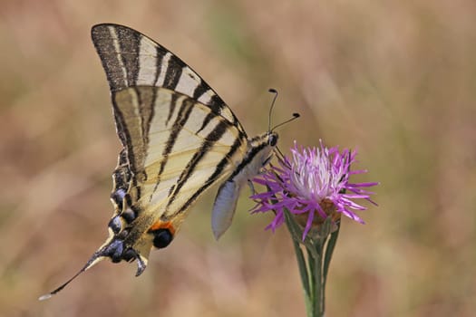 Sail butterfly Iphiclides podalirius in macro image