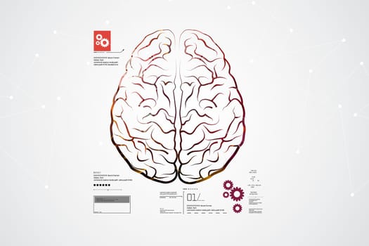 Human brain structure