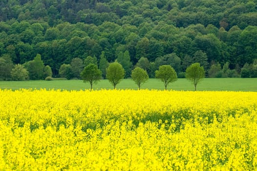 A blooming canola field with single spring trees and a forest in the background. With space for copy.