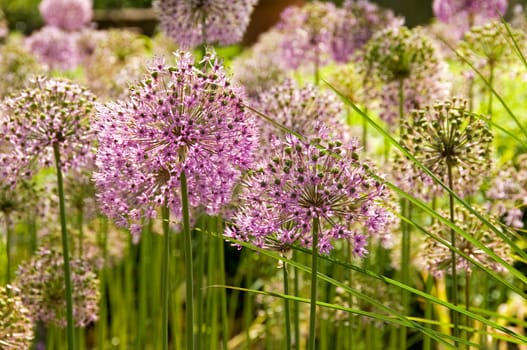 Partly faded giant ornamental onion umbles in a botanical garden