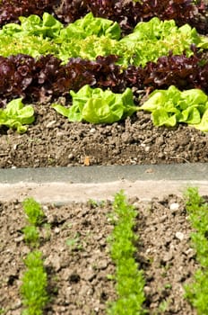 Rows of green and red lettuce and parsley in an allotment