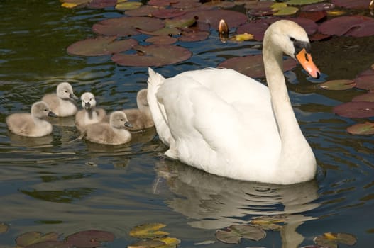 Parent with baby swans swimming in a lake with water lilies leaves.