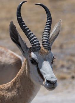 Portrait shot of an Impala ram in the Nxai Pan National Park of Botswana