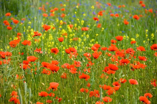 Shining red poppies (papaver rhoeas) with bluebottles and canola in the background