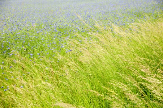 Cornflower meadow with wild grasses