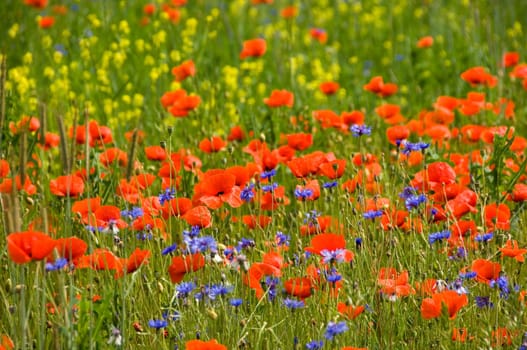 Shining red poppies with bluebottles and canola in the background
