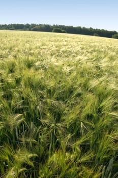 Green rye ears shining in the sunshine with woods in the background