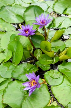 Three blue water lilies (nymphaea capensis) with leaves