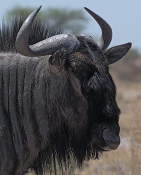 Portrait shot of a wildebeest in the Nxai Pan National Park of Botswana