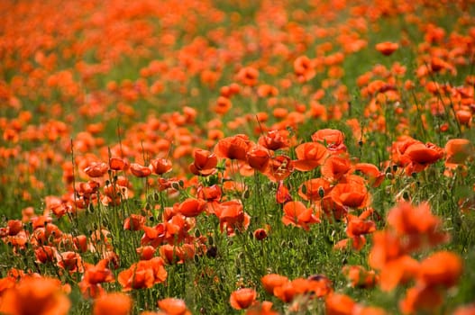A sea of shining red poppies (papaver rhoeas) as green manure
