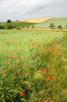 Shining red poppies (papaver rhoeas) in a field with ripening canola husks under an overcast sky