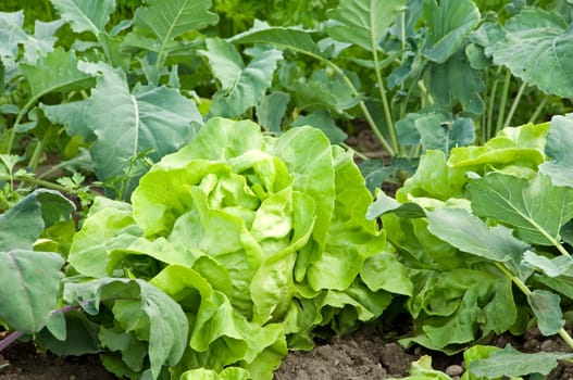 A nice fresh head of lettuce in a vegetable garden bed with kohlrabi in the background