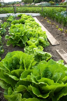 Romain lettuce and different other vegetables on a vegetable garden patch
