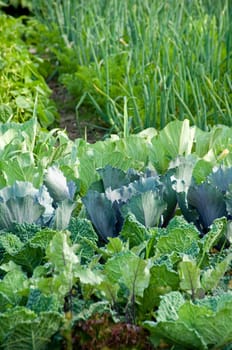 Savoy, red and green cabbage with other vegetables in a vegetable garden