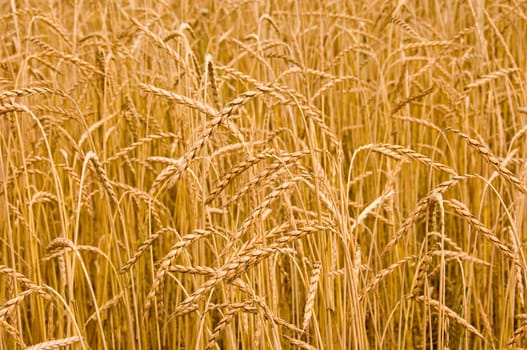 Close up of spelt, an old cereal variety on a spelt field