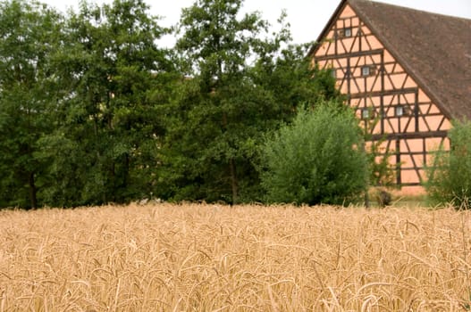 Spelt, an old wheat variety in front of an old half-timbered house
