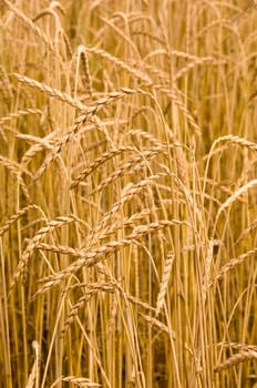 Close up of spelt, an old cereal variety on a spelt field