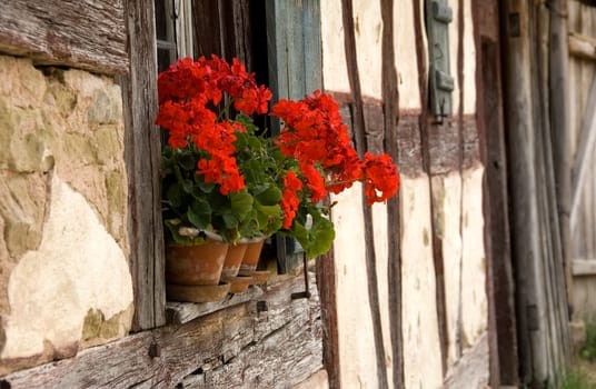 Red geraniums on the windowsill of an old halftimbered farmhouse
