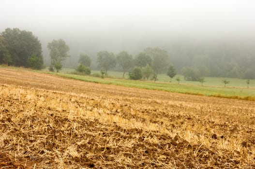 Mulched cereal stubbles with a misty background. With space for copy.