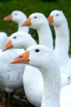Penetrating gazes of white domestic geese