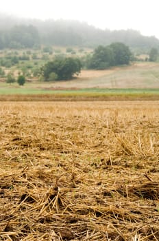 Mulched cereal stubbles with a misty background. With space for copy.