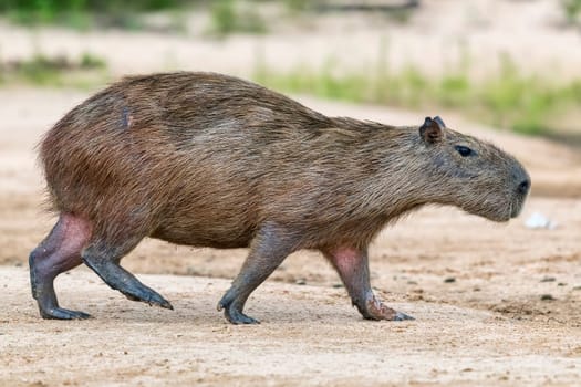 Capybara or capybara (Hydrochoerus hydrochaeris) walks on a sandbank,Pantanal,Mato Grosso,Brazil