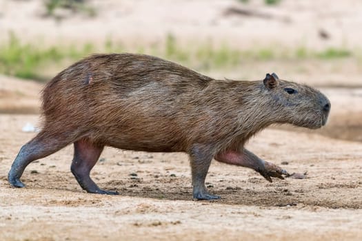 Capybara or capybara (Hydrochoerus hydrochaeris) walks on a sandbank,Pantanal,Mato Grosso,Brazil