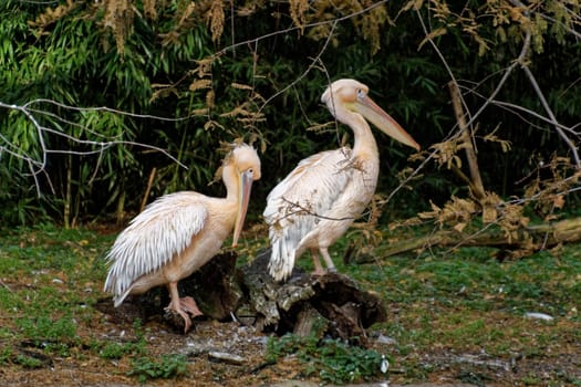 Pelican