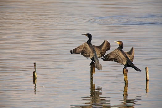 Two cormorants Phalacrocorax carbo in the Wagbach lowlands