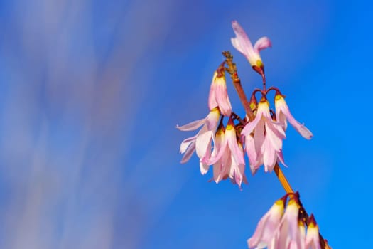 Abeliophyllum distichum is blooming in early spring