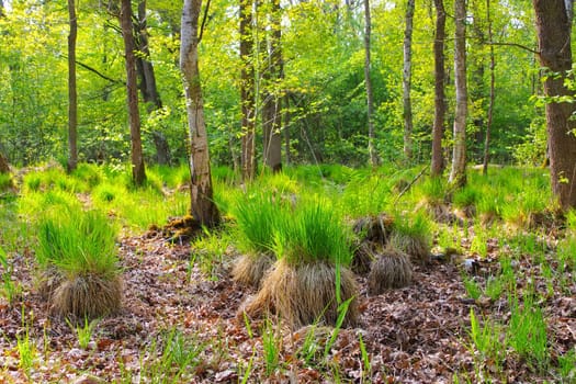 a swamp in spring