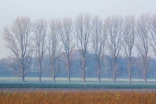 autumn field with trees - foggy morning