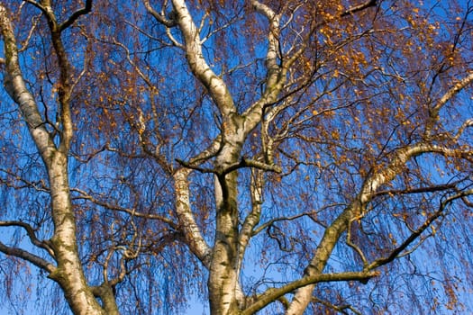 top of birches with golden bright autumn foliage against a blue sky