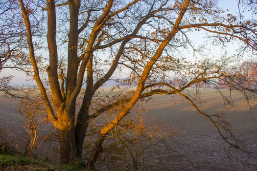 tree on a field - sunny autumn morning, Germany